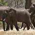 Zambia toiurism elephants