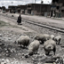 Peru Juliaca sheep